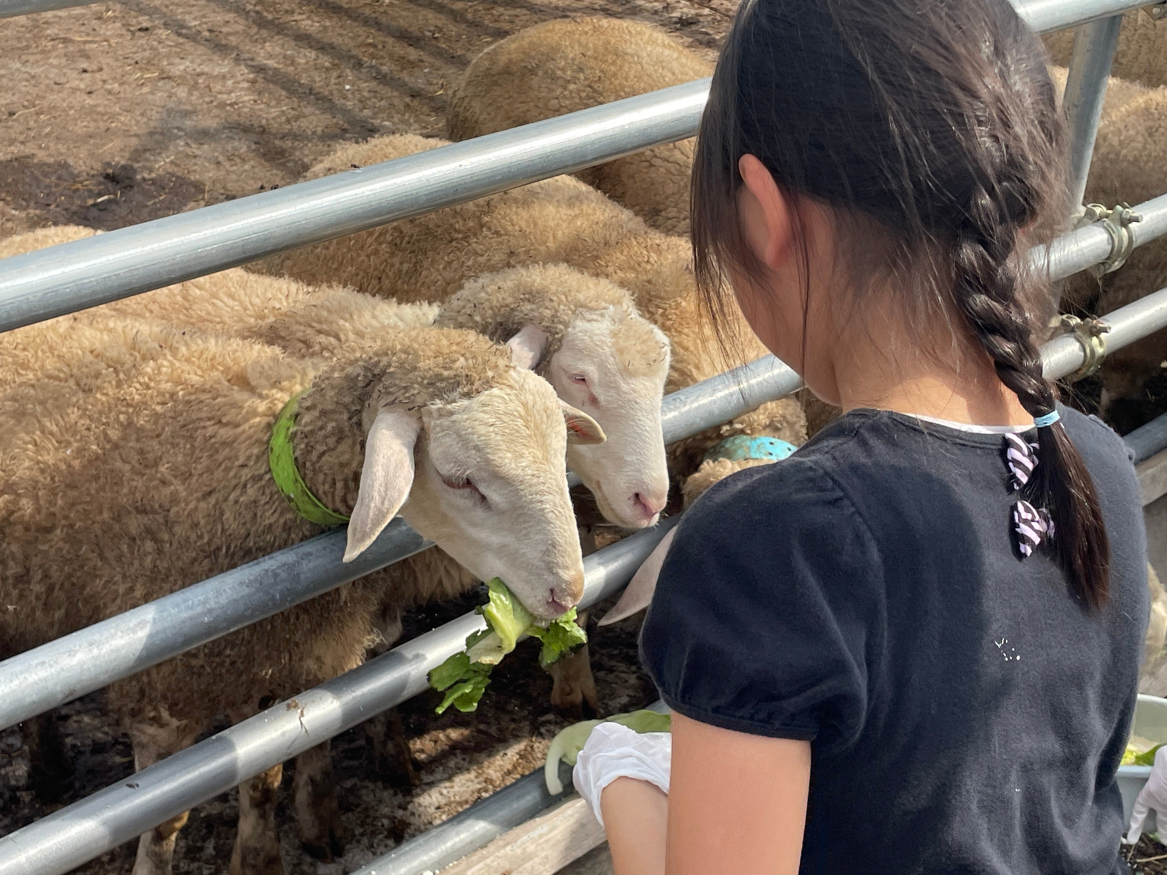 おからや野菜くずをひつじに餌やりする様子