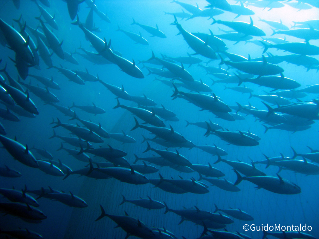 マグロ・カツオ類漁業は気候変動のリスクを最も受けやすいということが