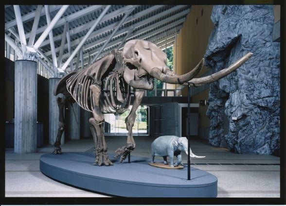 滋賀県多賀町のアケボノゾウ化石が国の天然記念物に指定答申 滋賀県のプレスリリース 滋賀県多賀町のアケボノゾウ化石が国の天然記念物に指定答申 滋賀県のプレスリリース