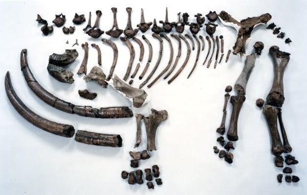 滋賀県多賀町のアケボノゾウ化石が国の天然記念物に指定答申！ | 滋賀