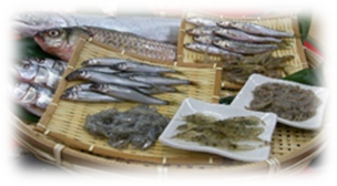 琵琶湖の恵（多様な漁獲対象魚）