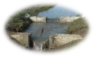 水田に遡上する湖魚