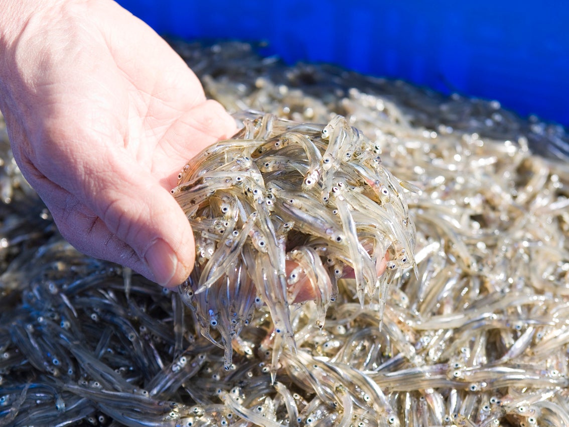 獲れたての氷魚（ヒウオ）