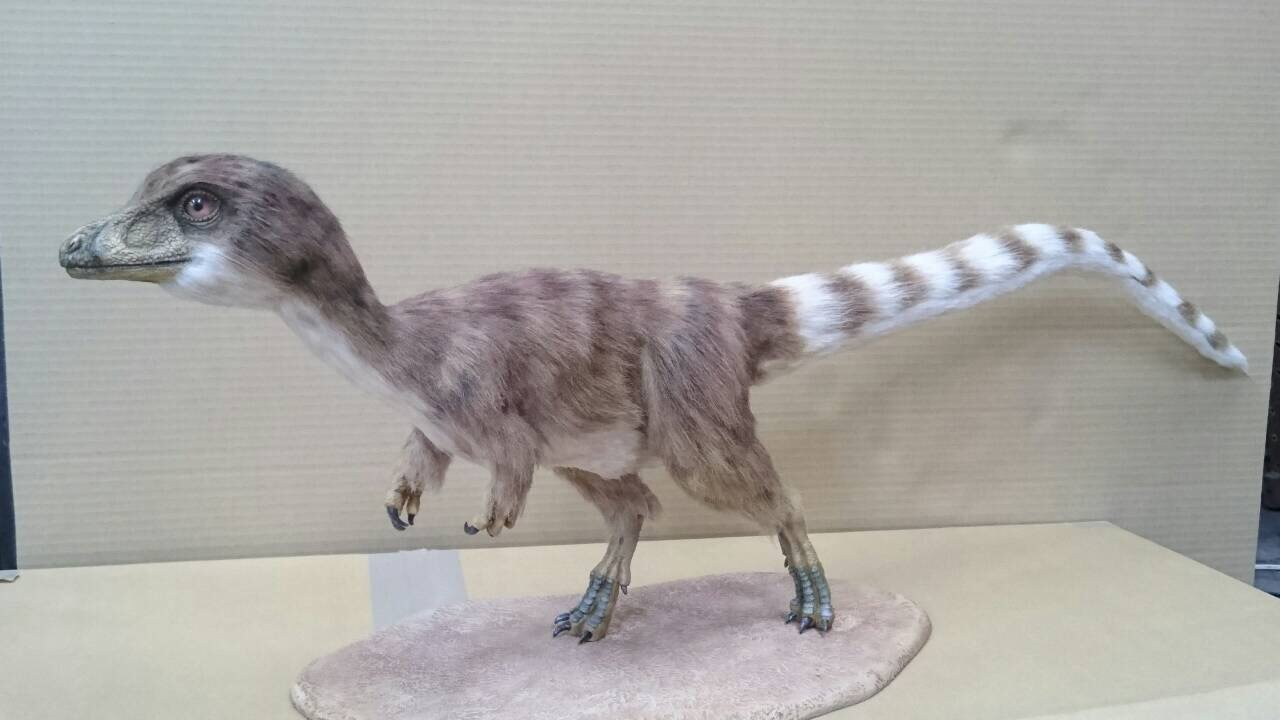 【シノサウロプテリクス】 最新研究で色素細胞であるメラノソームの分布を 確認できた。現代の鳥のものと比較することで色 がわかった。