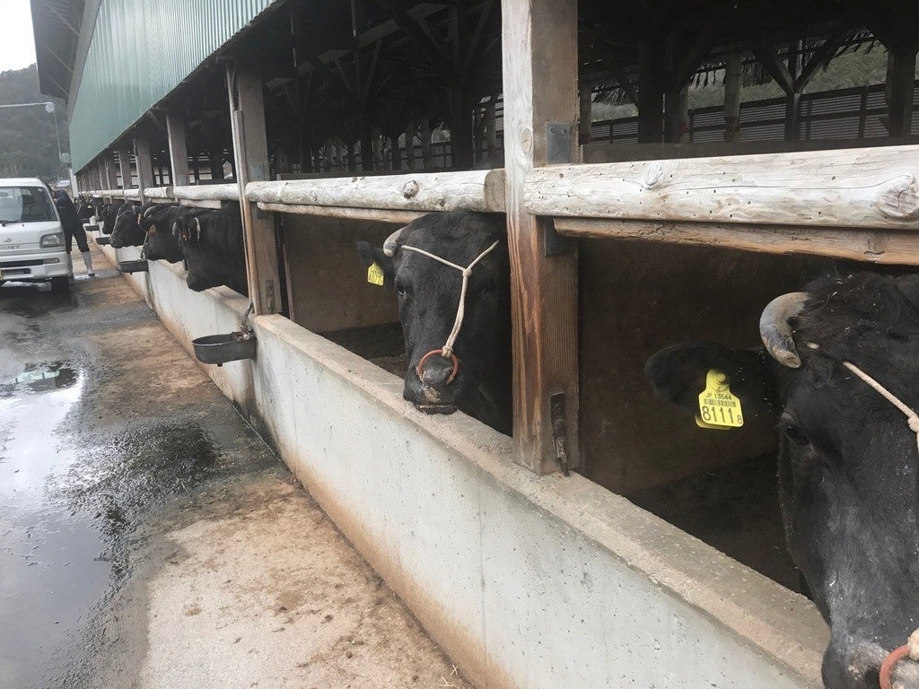 「川岸牧場」の黒毛和牛