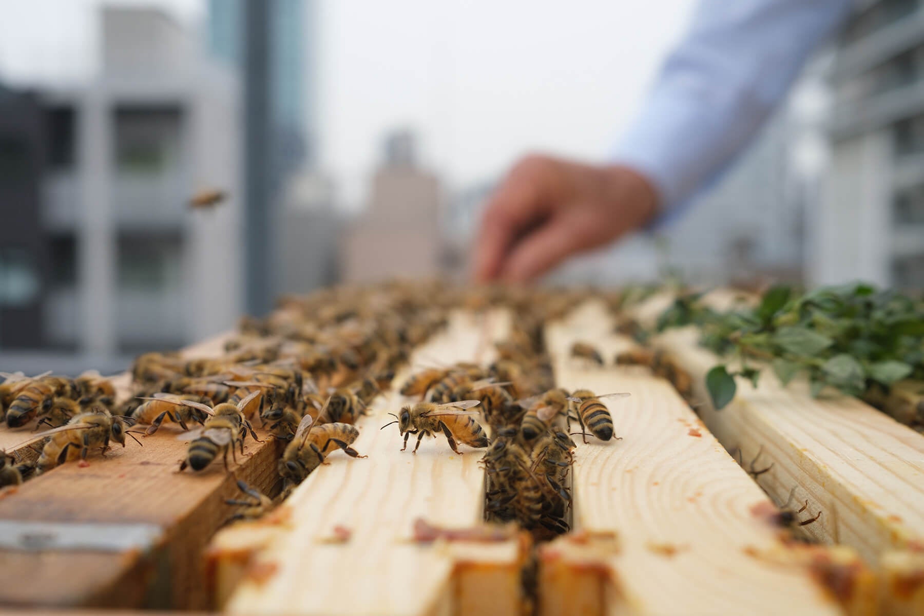 都市養蜂の様子