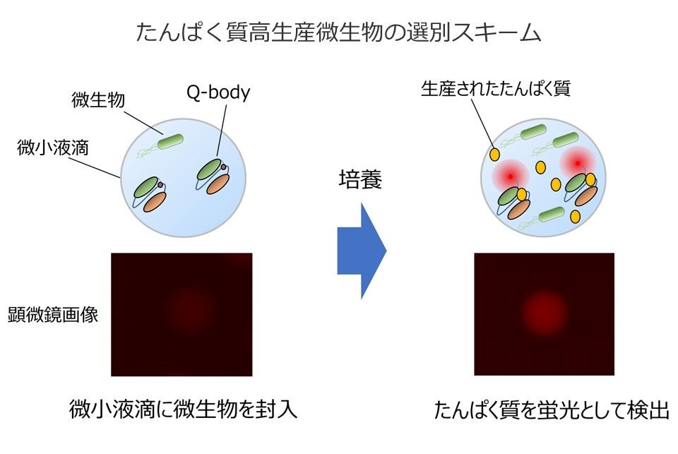 味の素㈱、東京工業大学との共同研究でたんぱく質の高効率生産に