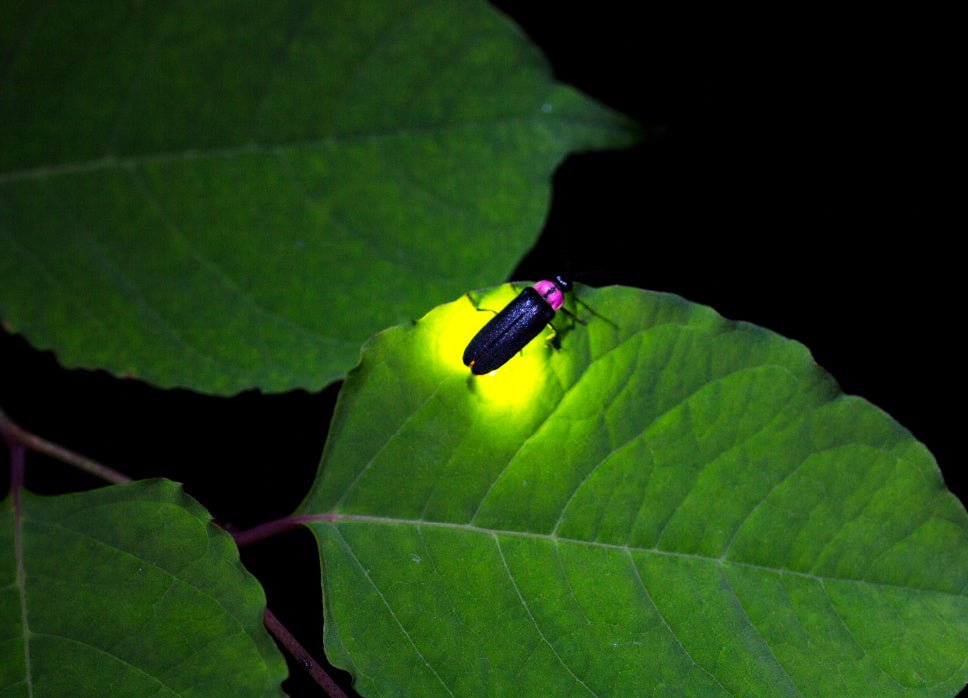 ホタル観賞ツアー】ホタルの光で字が読める！？堆肥の微生物で育てた