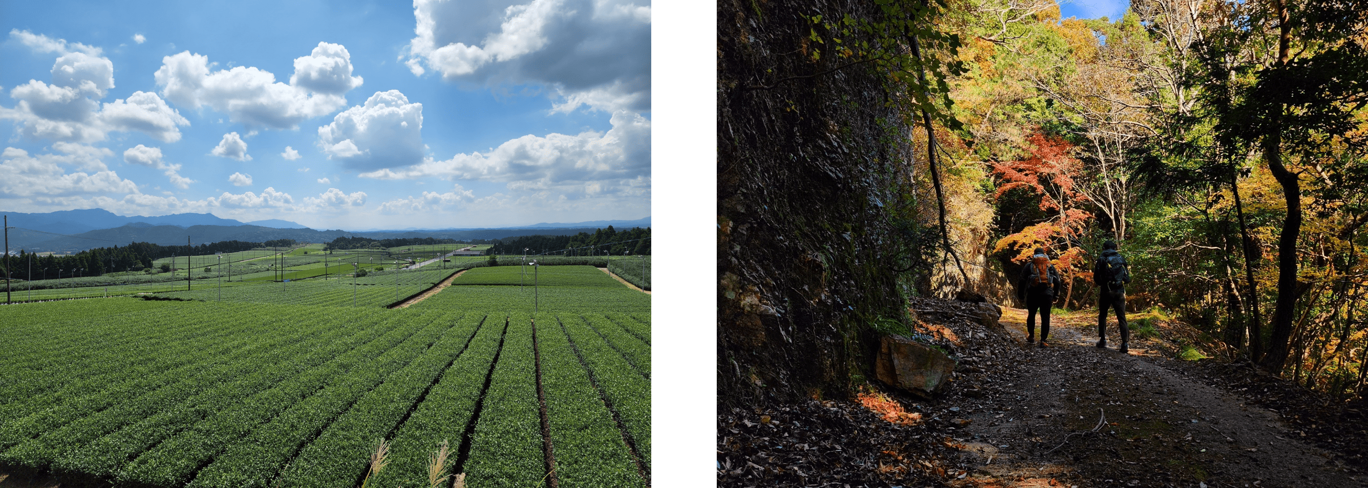 （左：広大な茶畑からは鈴鹿山脈も望める、右：裏山の林道も四季折々の景色を楽しめるハイキングコースに）