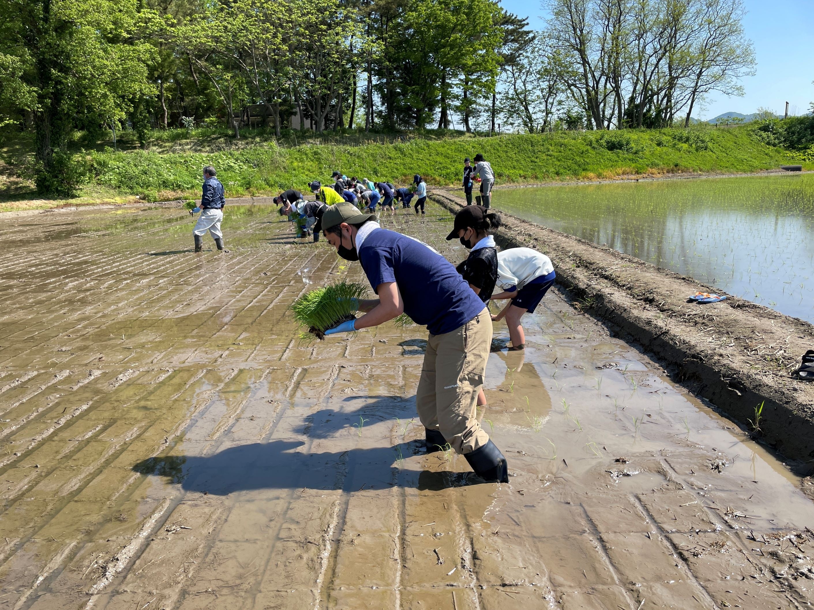 1本1本丁寧に手で苗を植える