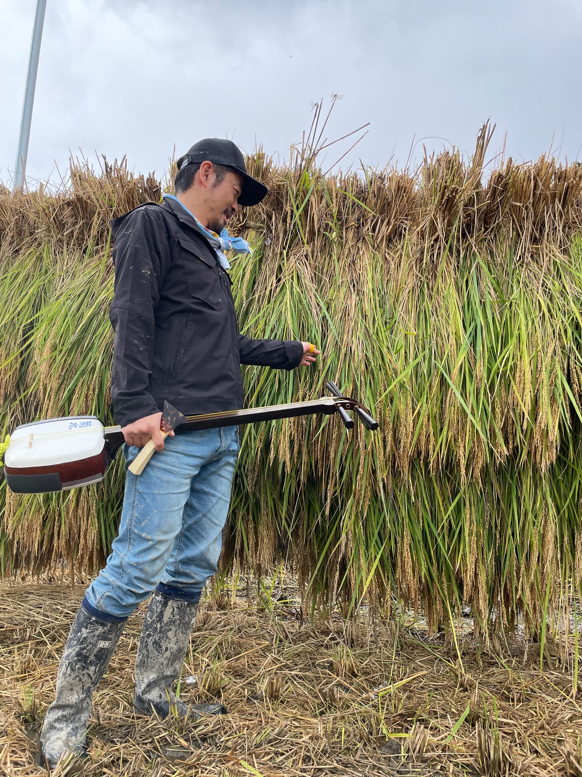 収穫の秋。稲穂に三味線の音色を吹き込む
