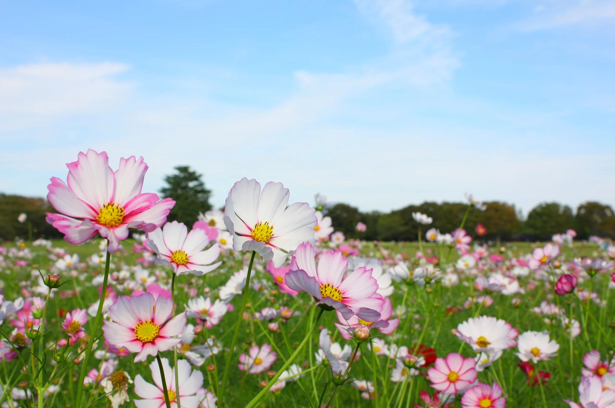 椛の湖そばの花まつり2025