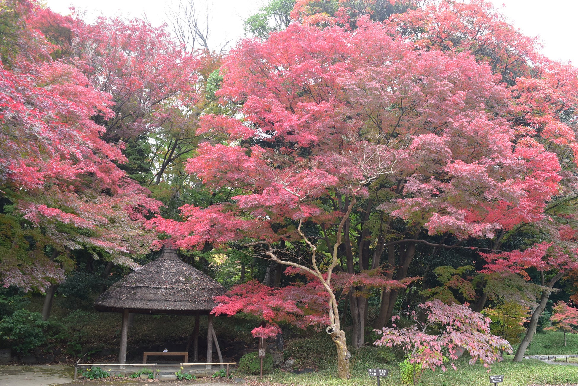 小石川後楽園 丸屋