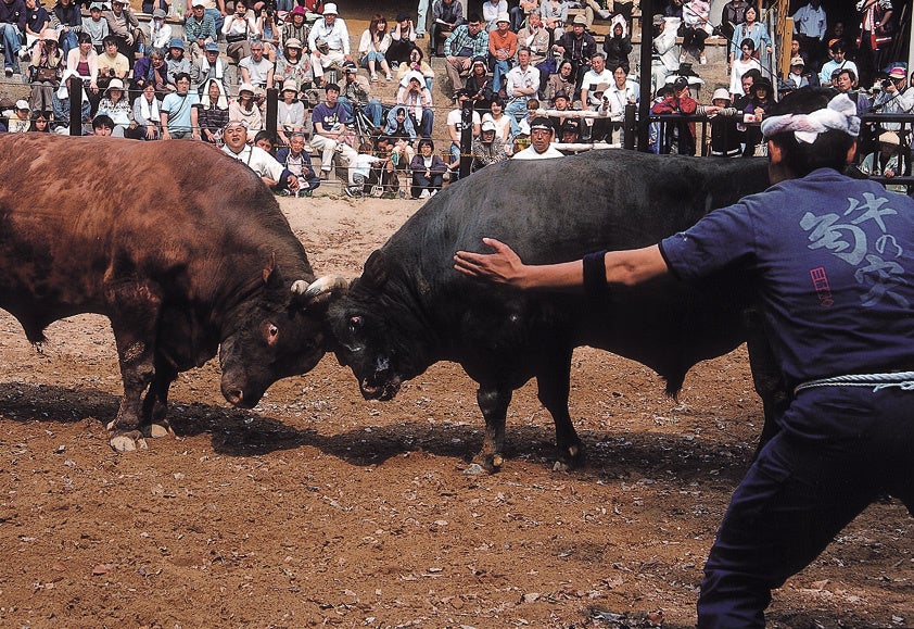 「牛の角突き」と呼ばれる闘牛です。
