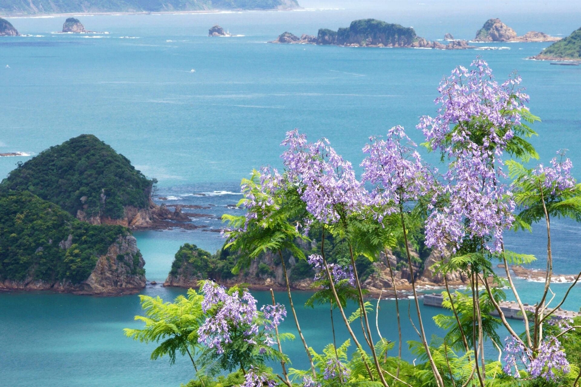 ジャカランダと海の美しい風景を見ることができます。