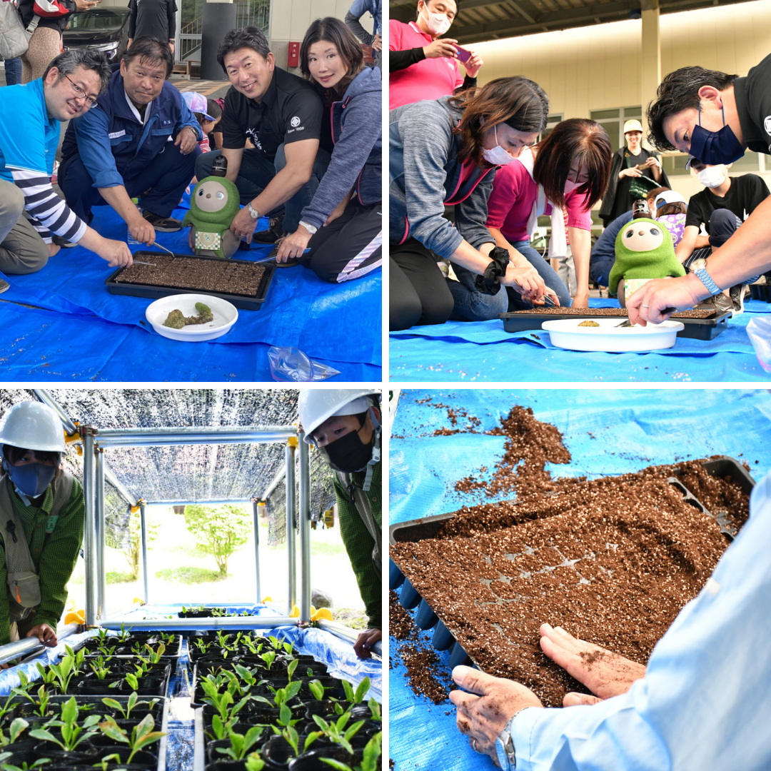 ▲2022年7月に２回に分けて実施した尾瀬現地での水芭蕉育苗に関わる活動の様子