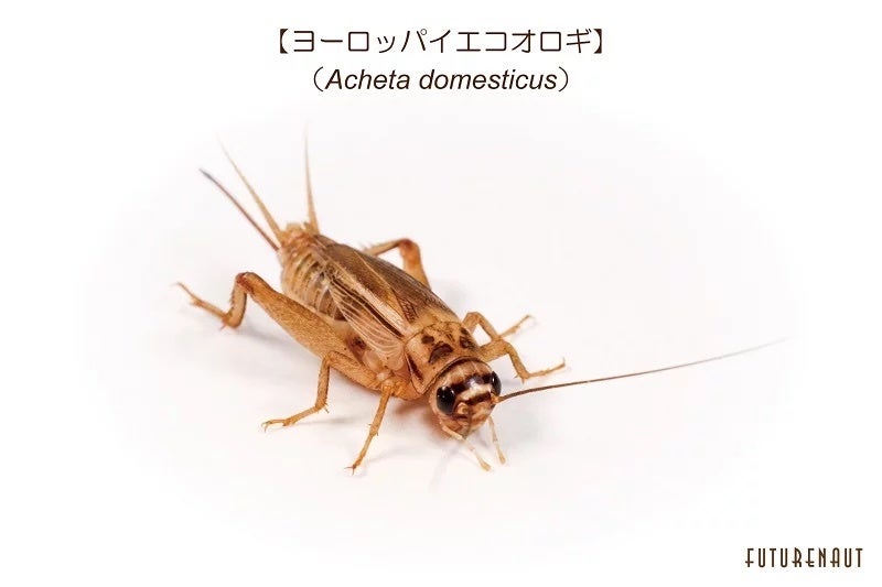 図３　養殖品種：ヨーロッパイエコオロギ　Acheta domesticus