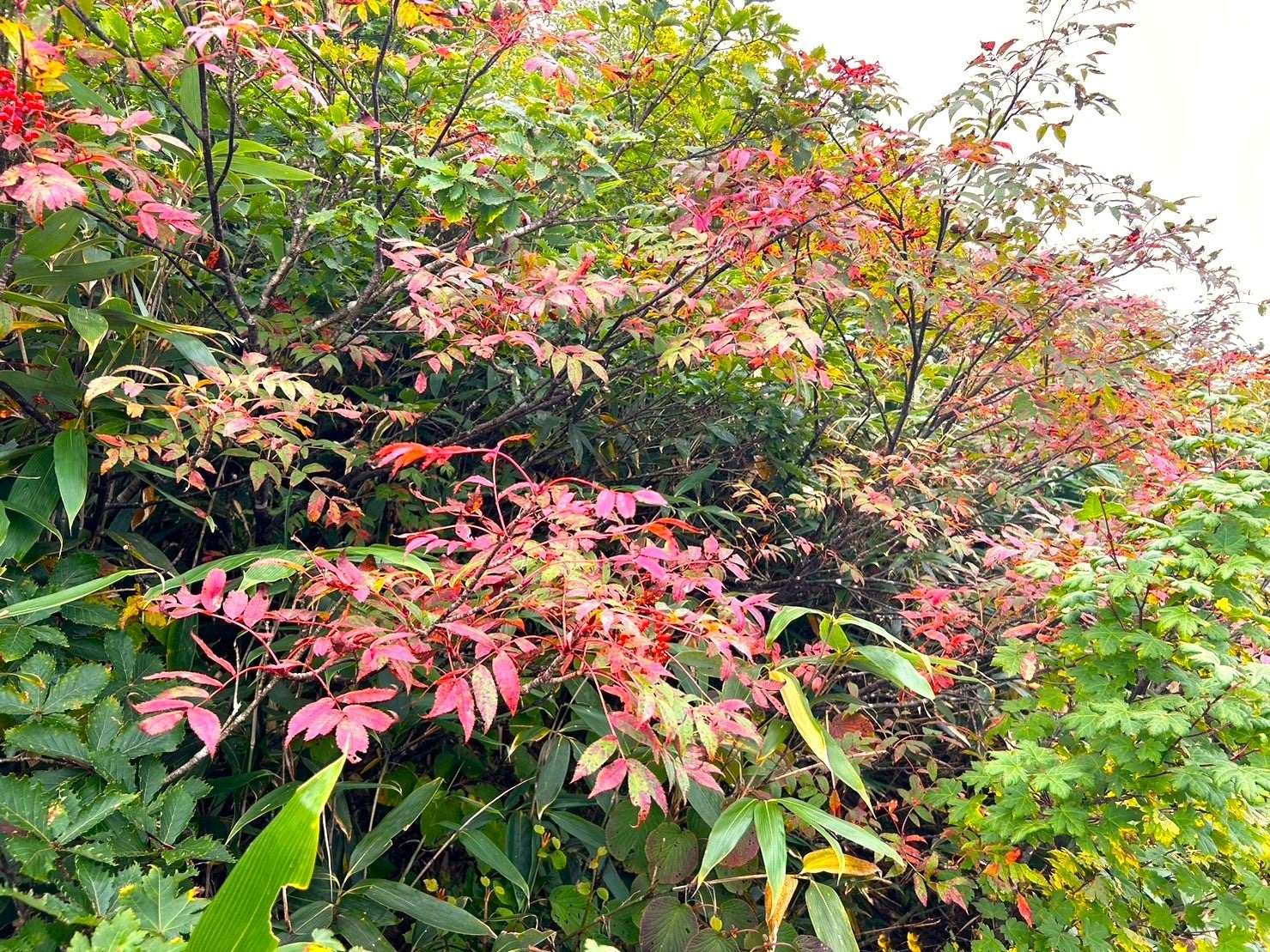 八方池付近 色づき始めるナナカマド9月29日撮影
