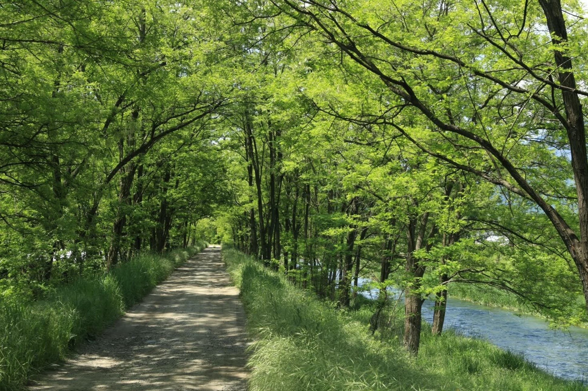 (町の至るところに清流が流れる)