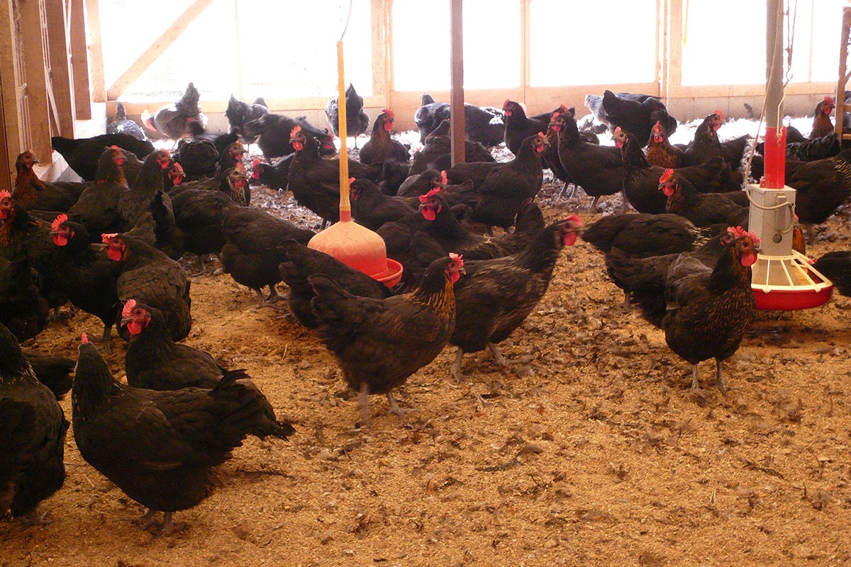 滋賀県 川中産の「淡海地鶏」