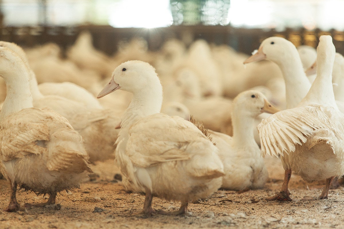 国産最上級「紀州鴨」