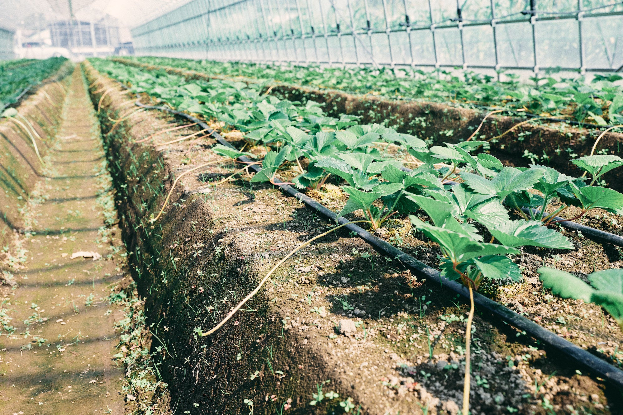 点滴チューブを活用した潅水施肥（イメージ）