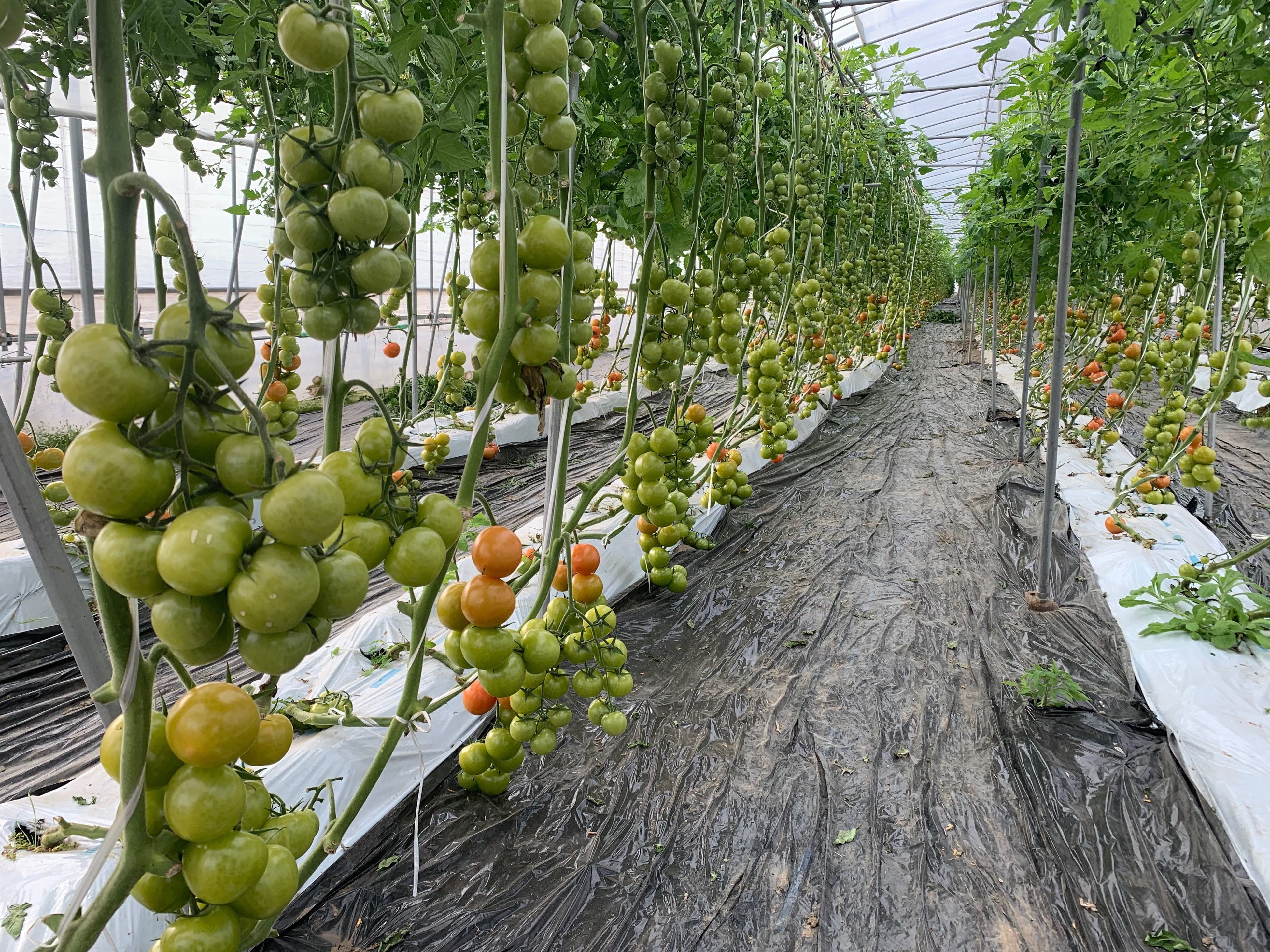  AI施肥制御で栽培されているトマト