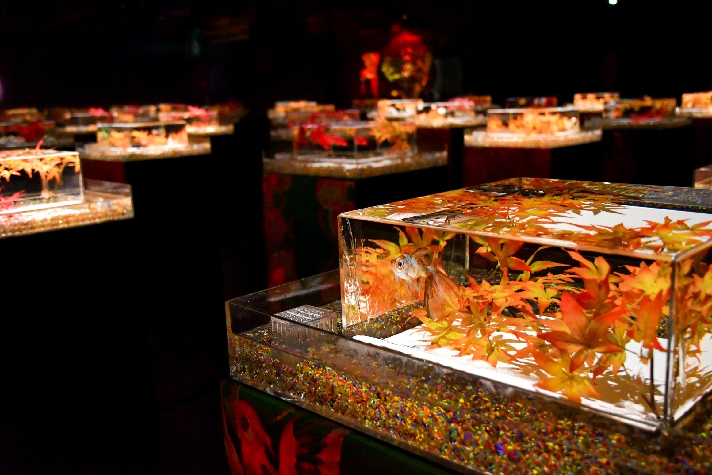 金魚アート 咲 紅葉 もみじ 置物 インテリア プリザーブドフラワー グリーン 紅葉 赤 もみじ 金魚 アート 咲 秋 還暦 誕生日 結婚 退職 男性