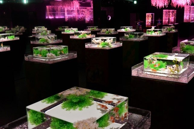 桜色に輝く幻想空間!アートアクアリウム美術館 GINZA 春の企画展「めっちゃ桜!2024」開幕♡ 桜色に輝く幻想空間!アートアクアリウム美術館 GINZA 春の企画展「めっちゃ桜!2024」開幕♡