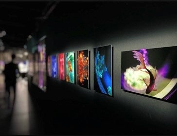 アートアクアリウム美術館GINZA写真展「PICTURE-RIUM」開催!フォトグラファー南雲暁彦氏の金魚作品多数展示 アートアクアリウム美術館GINZA写真展「PICTURE-RIUM」開催!フォトグラファー南雲暁彦氏の金魚作品多数展示