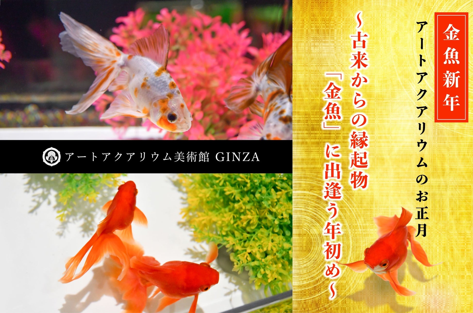 23年は 金魚新年 で幸せを引き寄せるアートアクアリウムのお正月 アートアクアリウム製作委員会のプレスリリース 23年は 金魚新年 で幸せを引き寄せるアートアクアリウムのお正月 アートアクアリウム製作委員会のプレスリリース