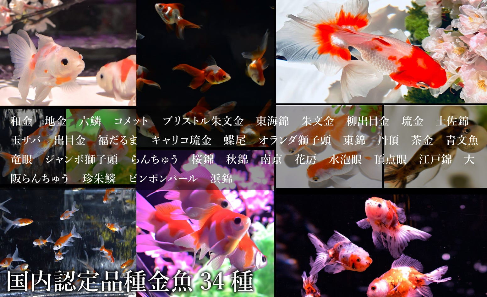 今井アレクサンドル作品(おたまじゃくし 金魚様) 今井アレクサンドル作品(おたまじゃくし 金魚様)