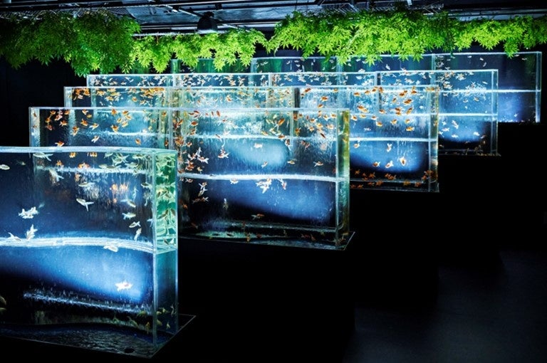 館内最大級の金魚アート「天空リウム」など新作5作品が登場「夏