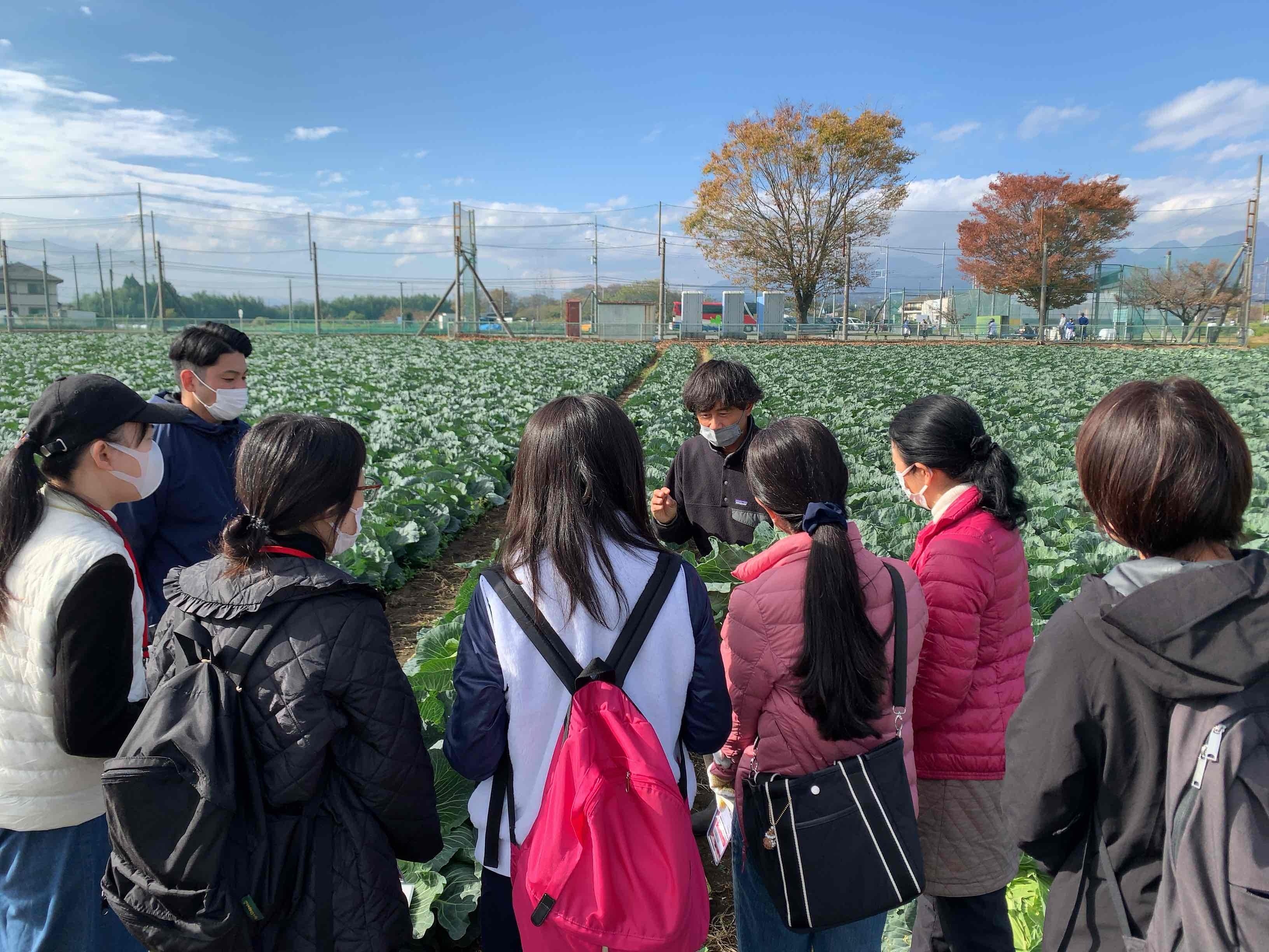 サラダクラブパートナーによるキャベツの収穫体験