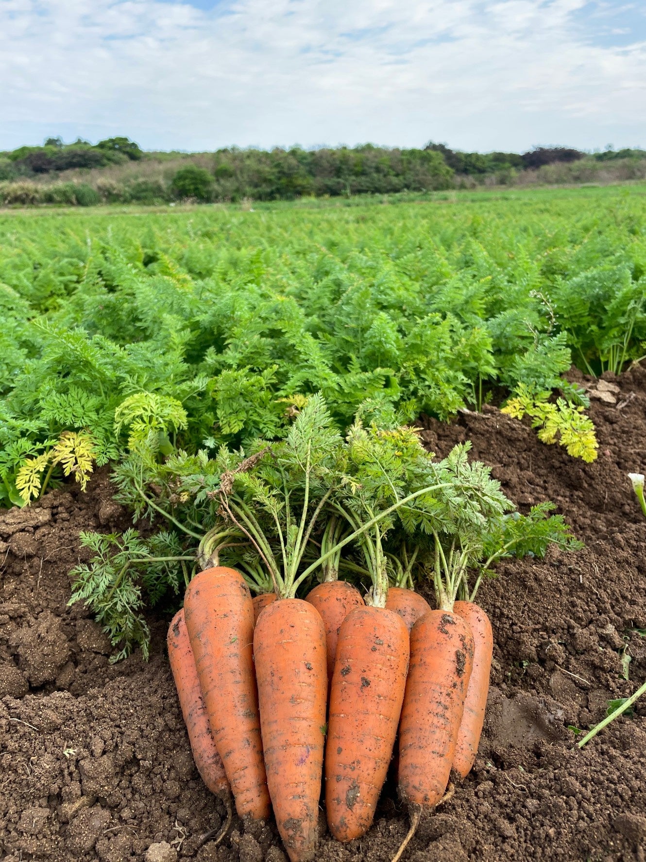 ＜津堅島産にんじん＞