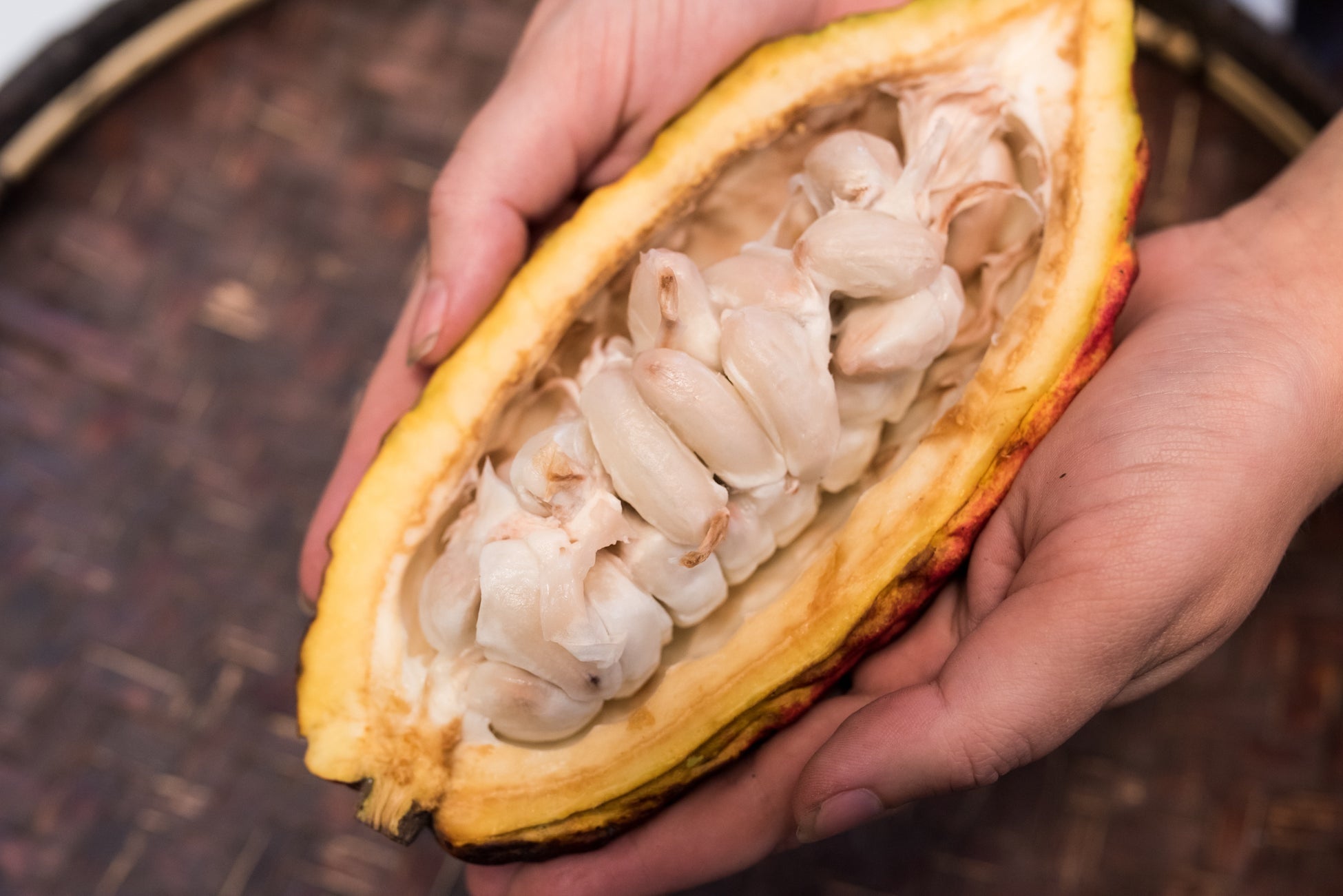 🄫Dandelion Chocolate