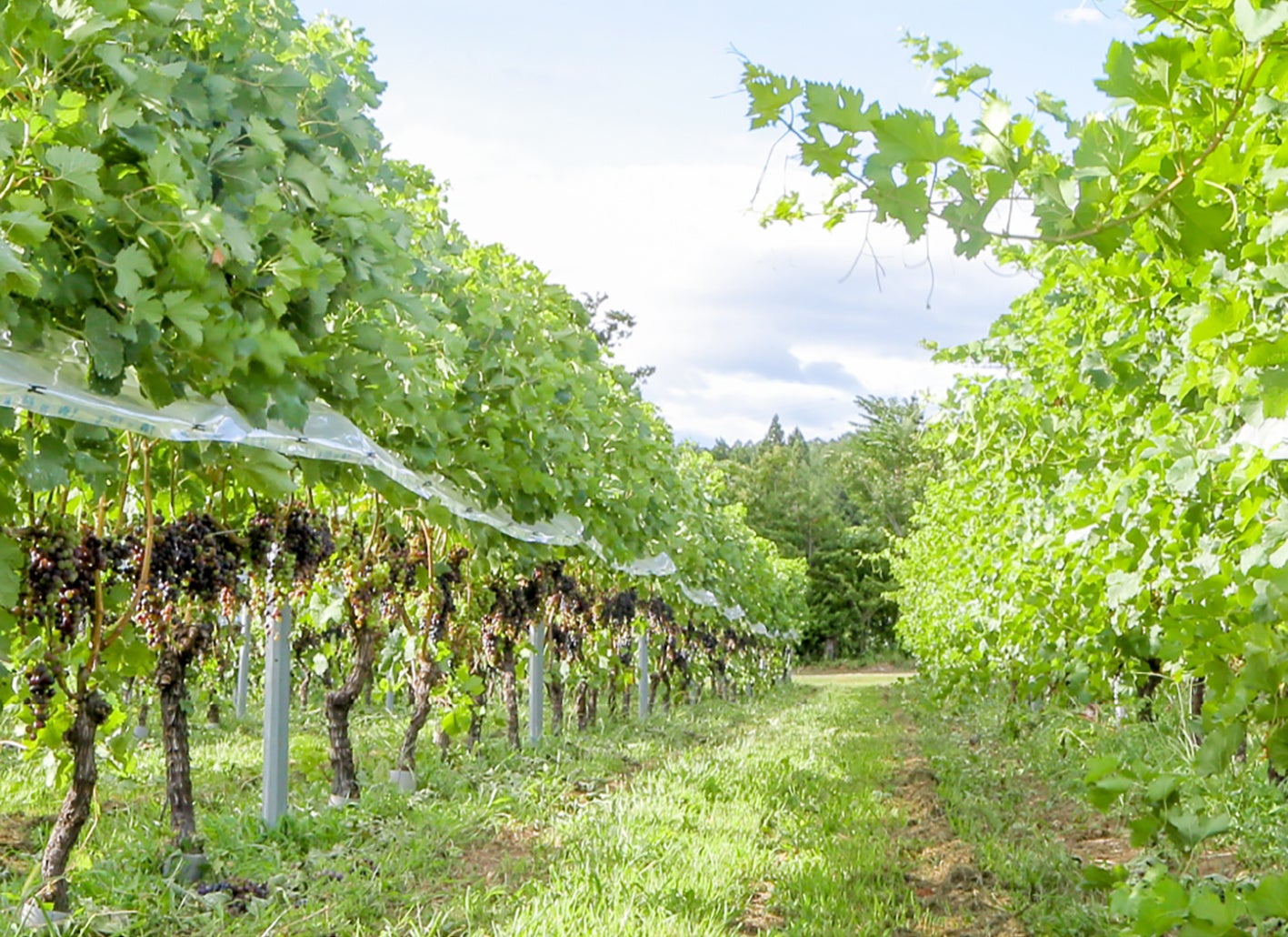 wa-syuに初入荷！耕作放棄地が地域振興の拠点に！土地の個性を最大限に
