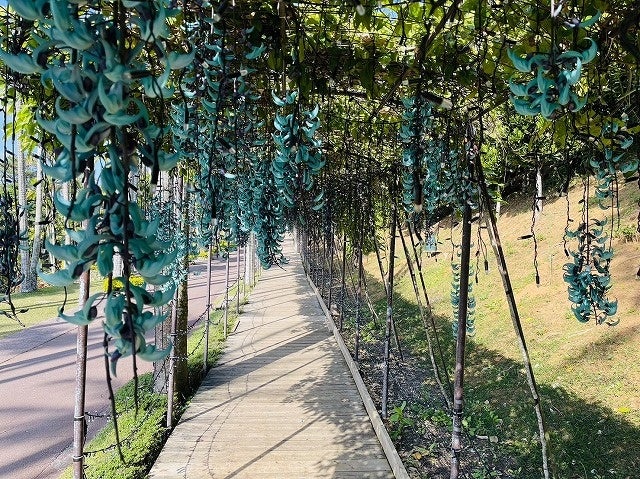 ヒスイカズラ　希少　翡翠カズラ　沖繩 今年も神秘の花が開花！東南植物楽園で「ヒスイカズラ」が