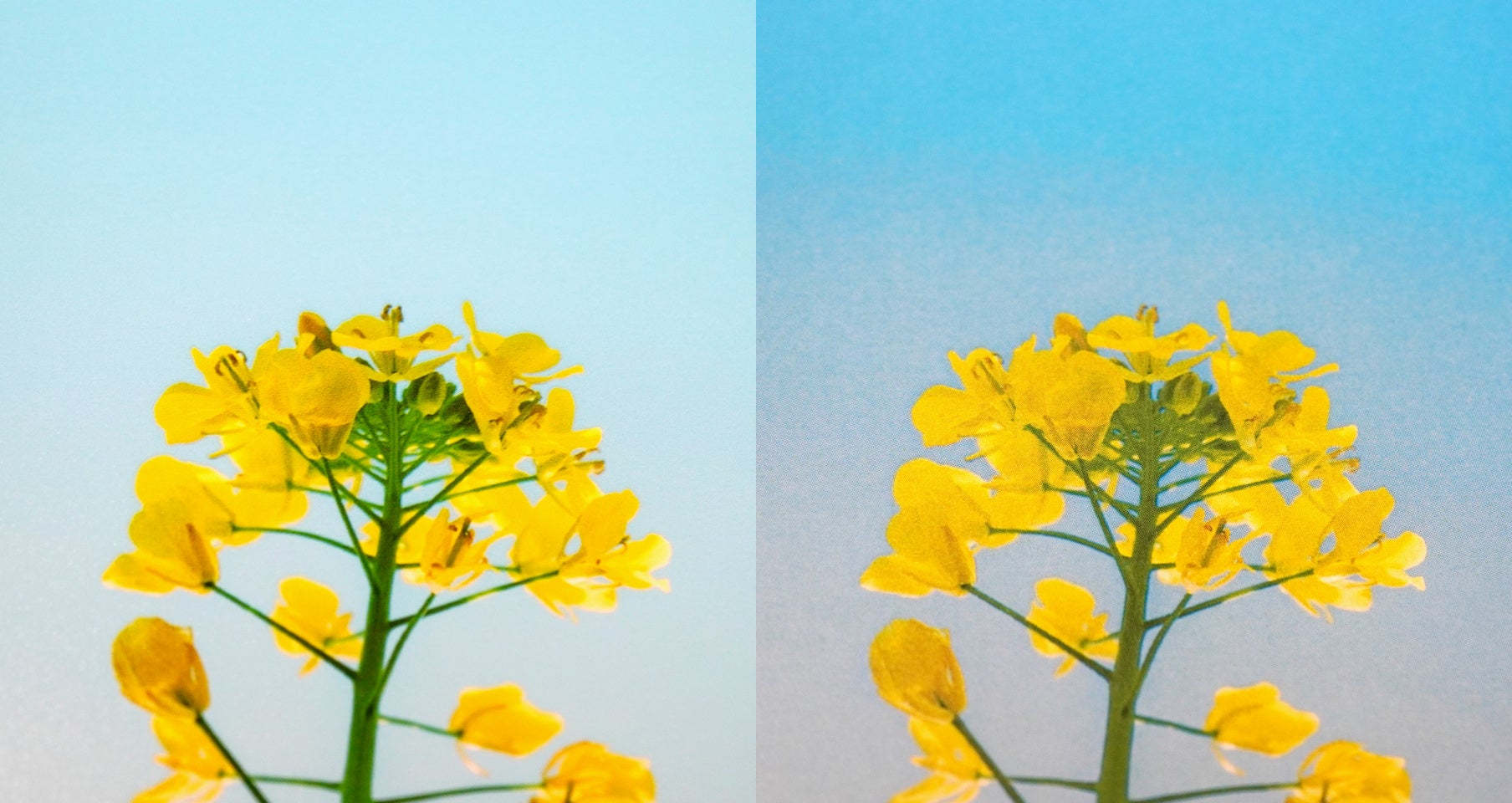 7色印刷により、階調表現もさらに滑らかに（左：プライムグレードで印刷 右：エコノミーグレードで印刷）