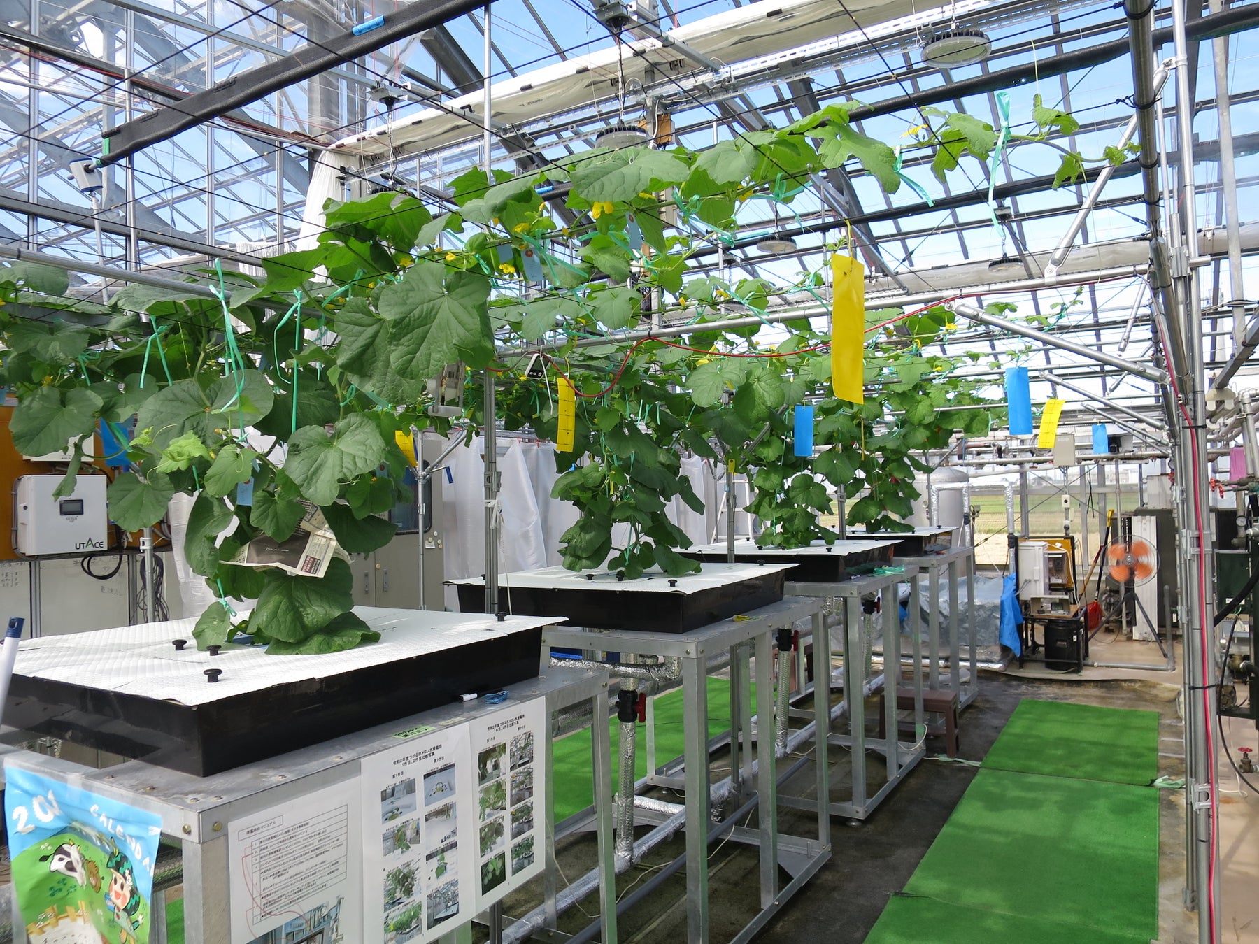 温室ハウス内の栽培槽