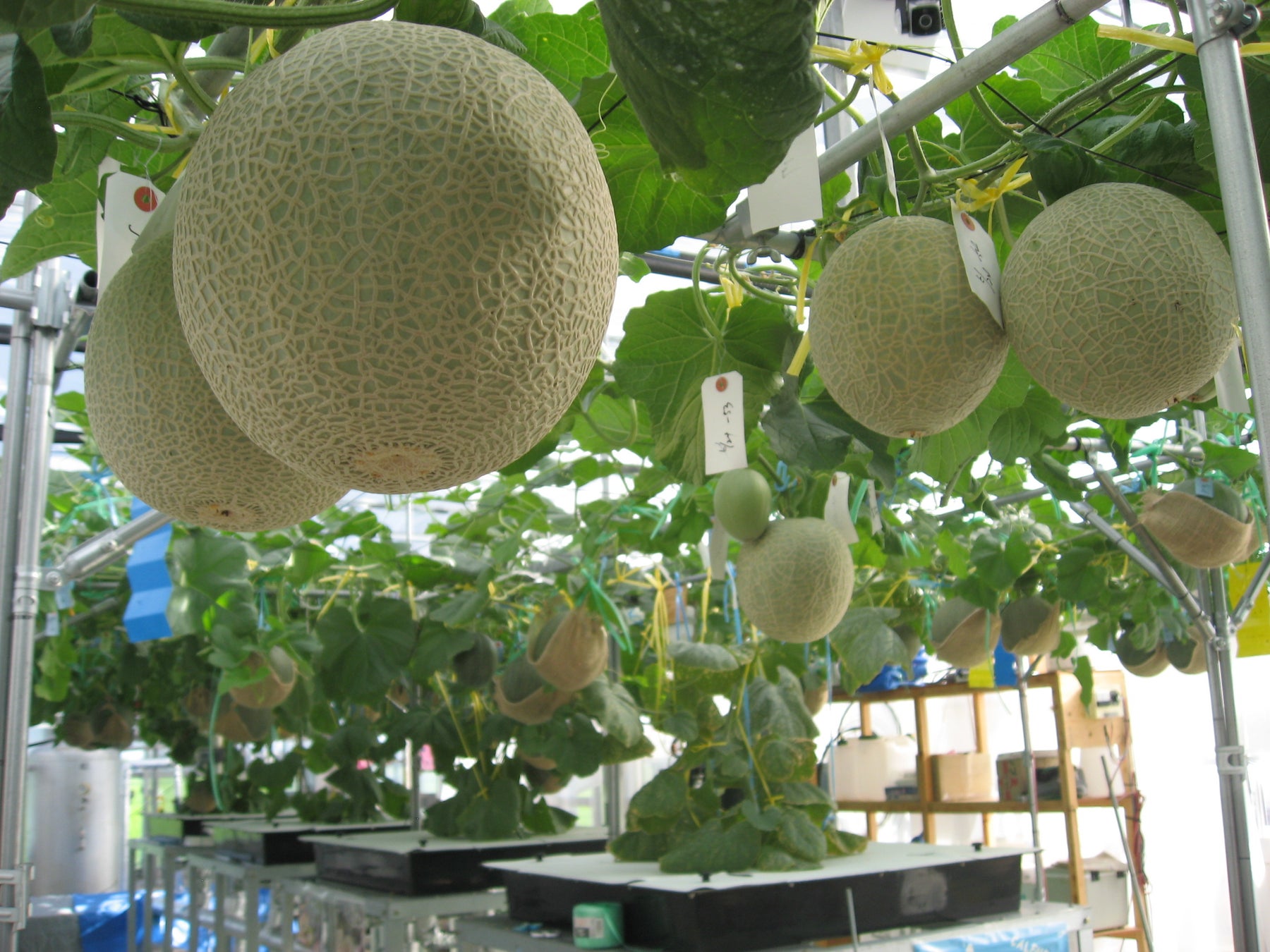 収穫直前(種まきから3か月程度)