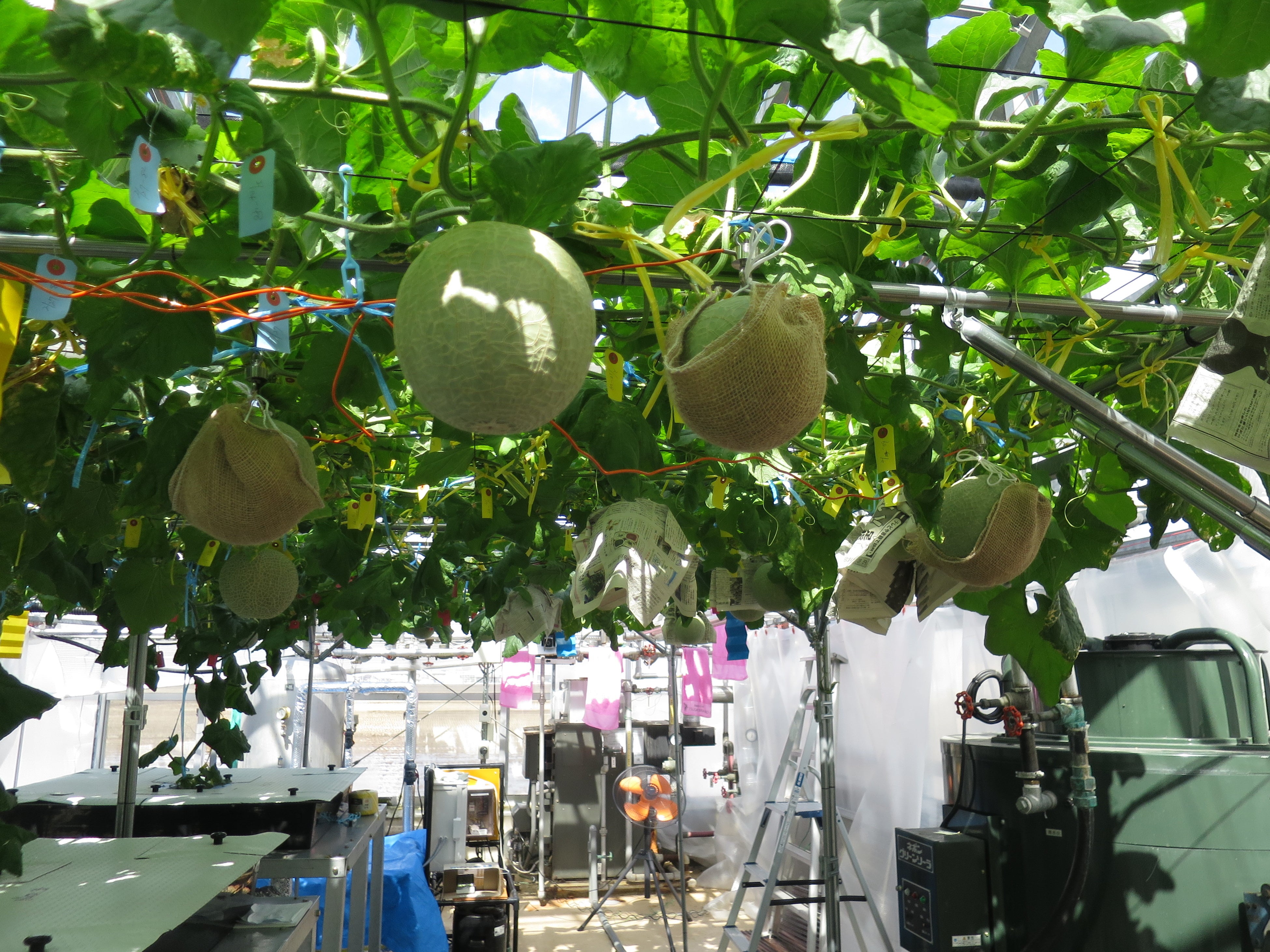 圧巻の宙づりメロンに目がくぎづけ！最新の水耕栽培技術とIotを活用
