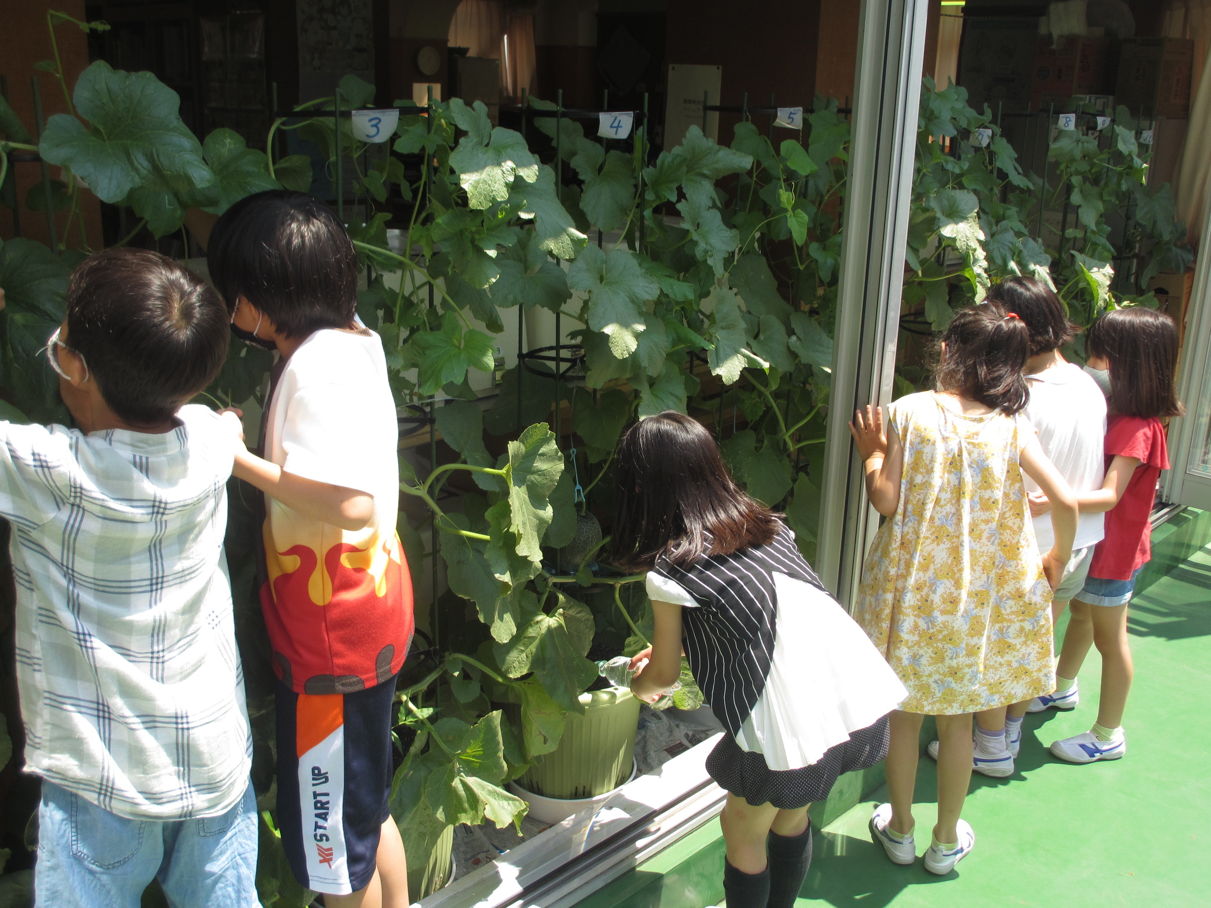 首都圏の小学生がプランターでメロンづくりを体験（６～７月）