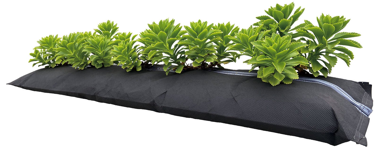 キリンソウ袋方式