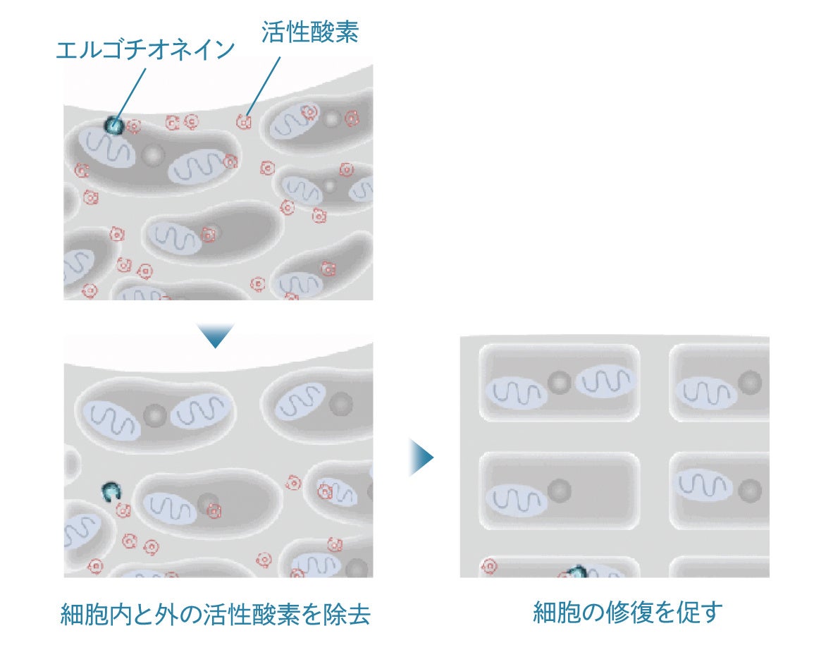 エルゴチオネイン