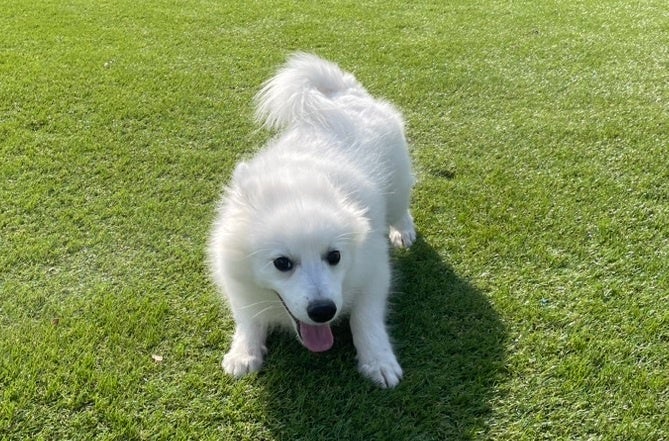 「待てワンコンテスト」 （イメージ）