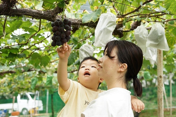 八天堂ぶどう園（イメージ）
