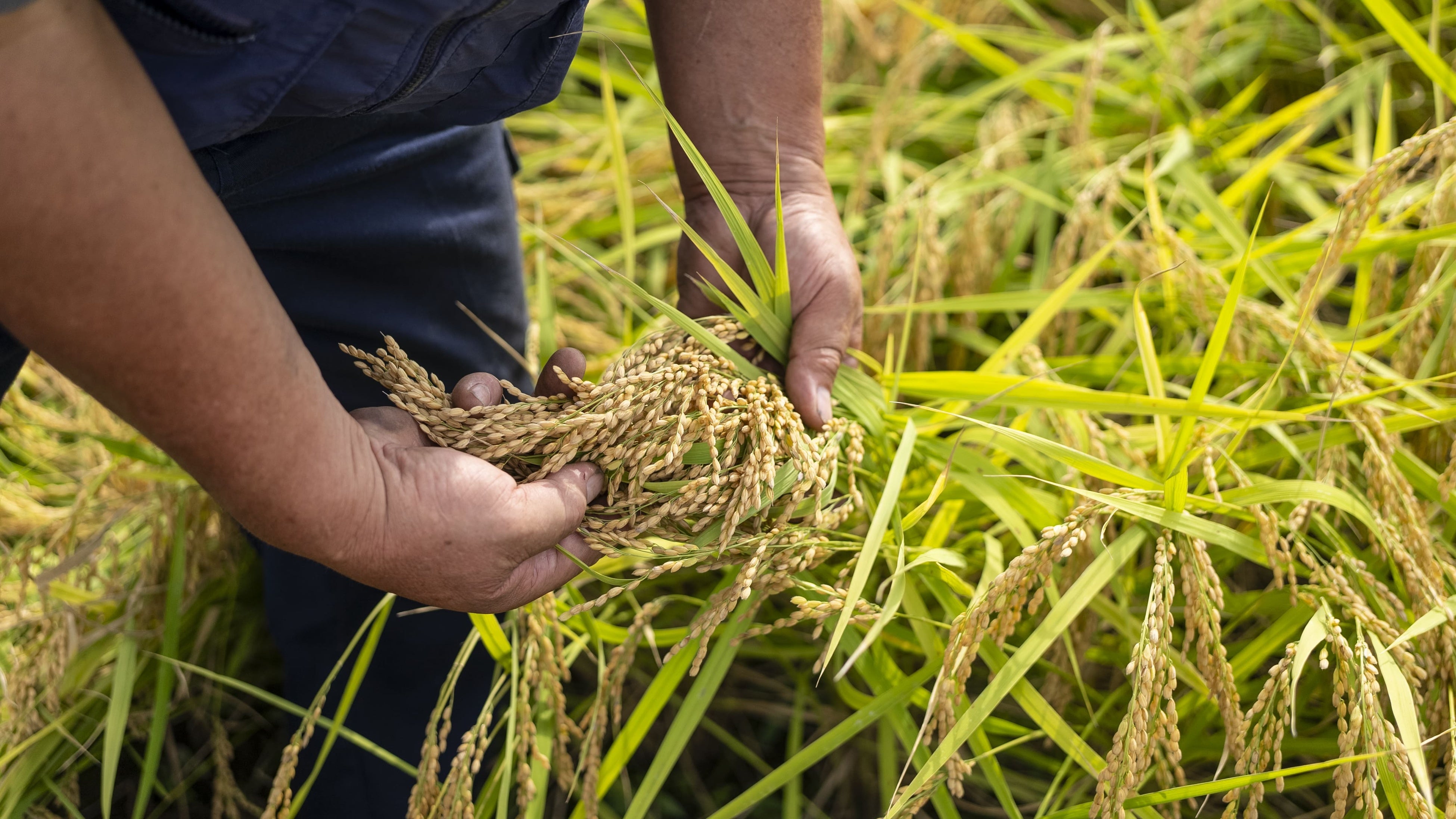 「八天堂　契約栽培の魚沼産コシヒカリ」