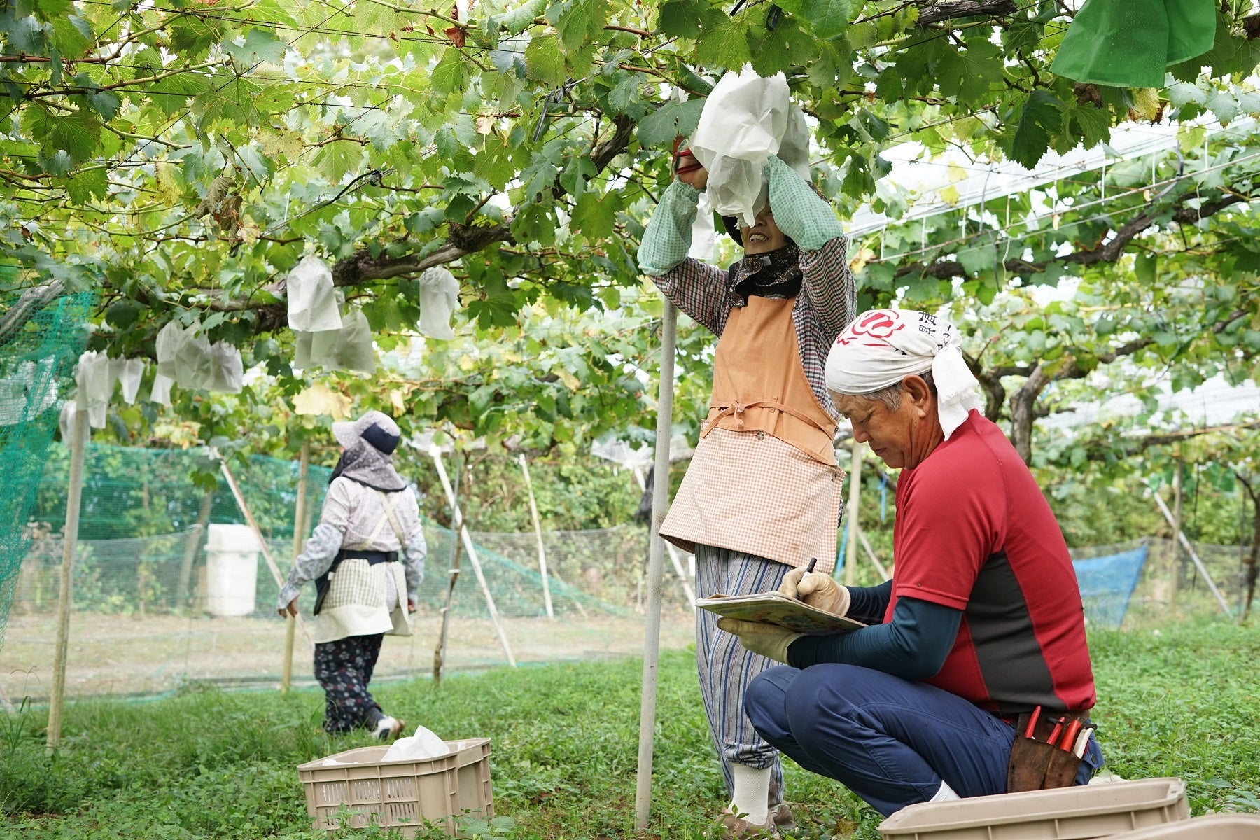 八天堂ぶどう園