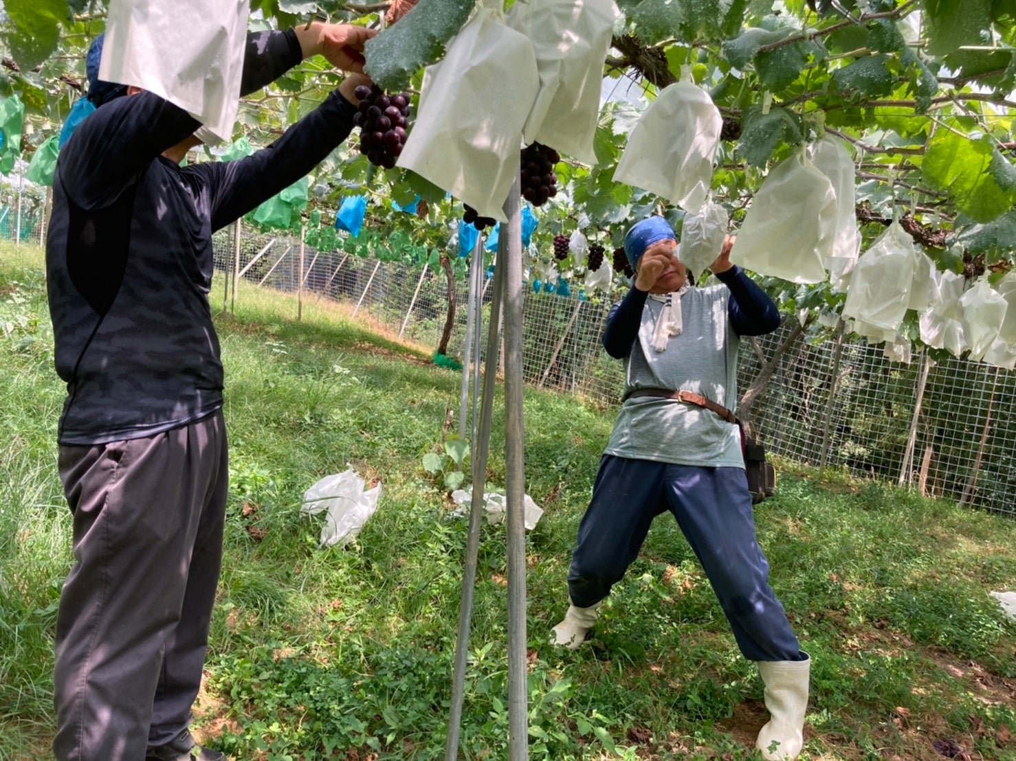 八天堂ぶどう園 収穫の模様